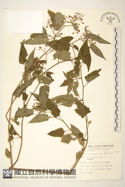 蔓黃菀藏品圖，第1張