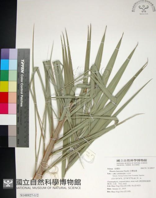 台灣海棗藏品圖，第1張