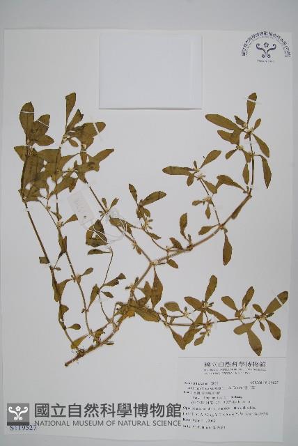 蓮子草藏品圖，第1張