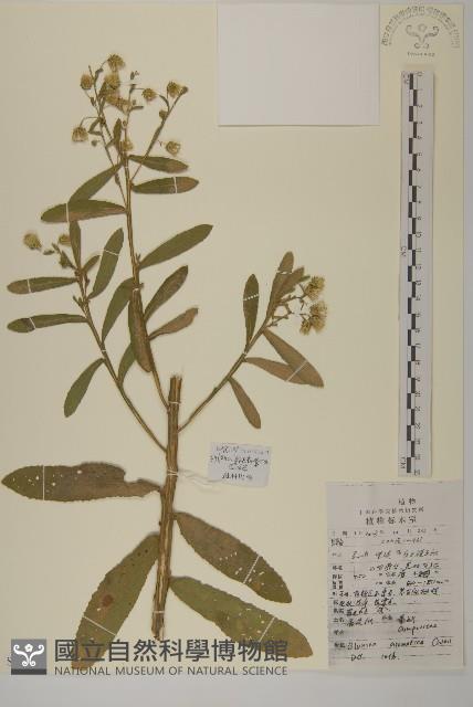薄葉艾納香藏品圖，第1張