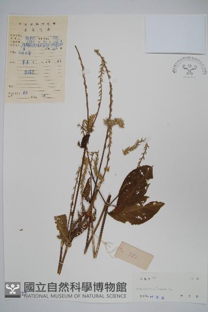 土牛膝藏品圖，第1張