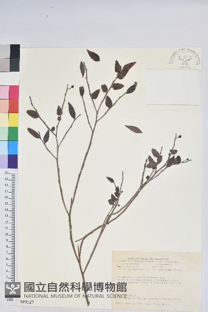 毛蕊花藏品圖，第1張