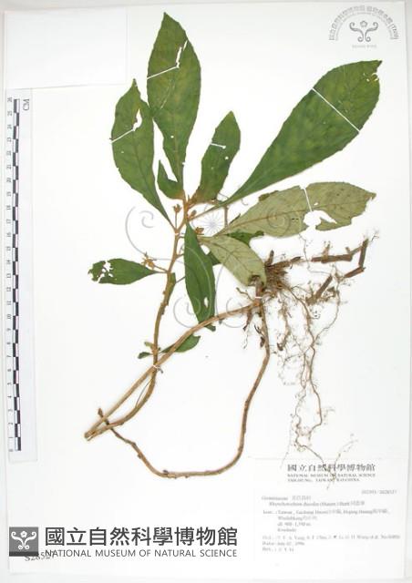 同蕊草、異色線柱苣苔藏品圖，第1張