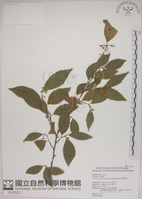 菱葉捕魚木藏品圖，第1張