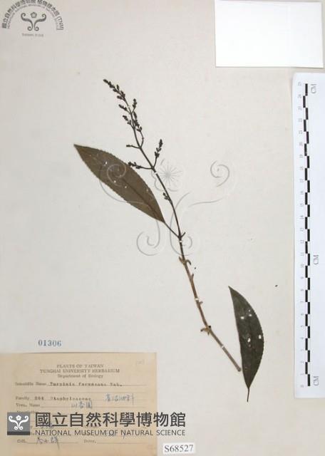 山香圓藏品圖，第1張