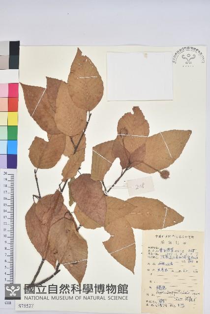 水青岡藏品圖，第1張