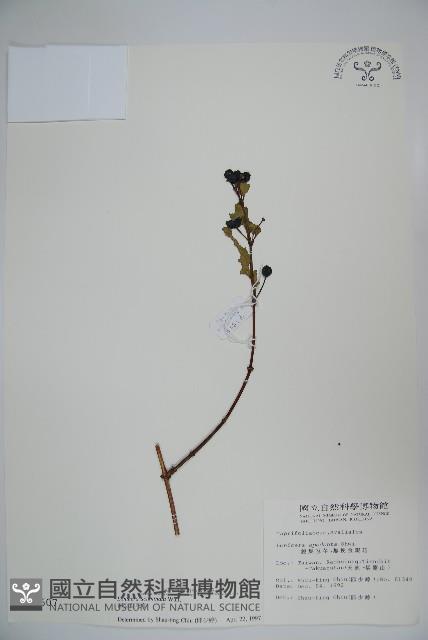 阿里山忍冬、漸尖葉忍冬藏品圖，第1張