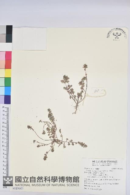 千根草藏品圖，第1張