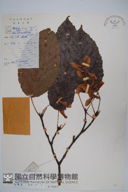 青榨槭藏品圖，第1張