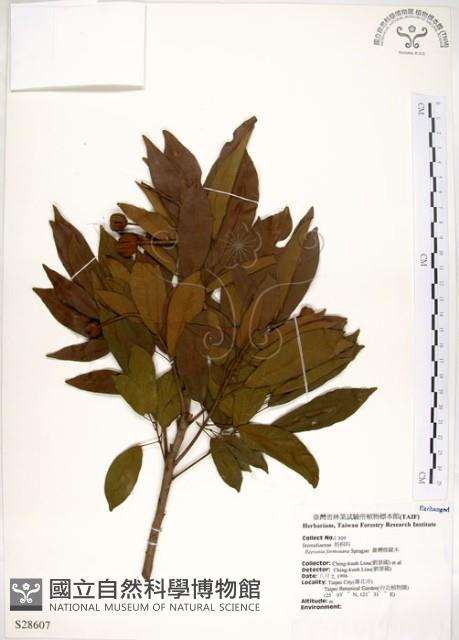 台灣梭羅樹藏品圖，第1張