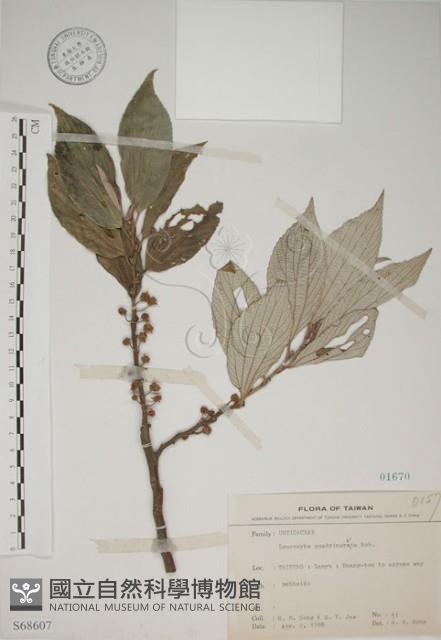 四脈麻藏品圖，第1張