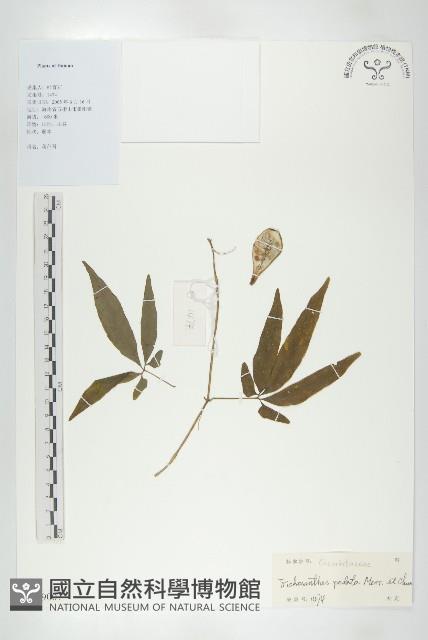 叉指葉栝樓藏品圖，第1張