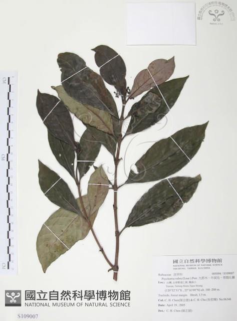 九節木、牛屎烏、青龍吐霧藏品圖，第1張