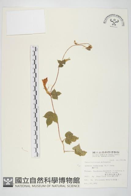 碗仔花藏品圖，第1張