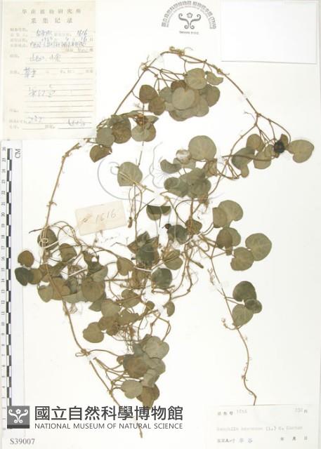 苞花蔓藏品圖，第1張