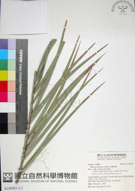 台灣海棗藏品圖，第1張