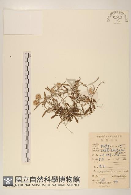 父子草、天青地白藏品圖，第1張