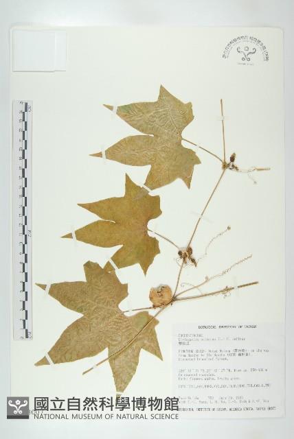 雙輪瓜藏品圖，第1張