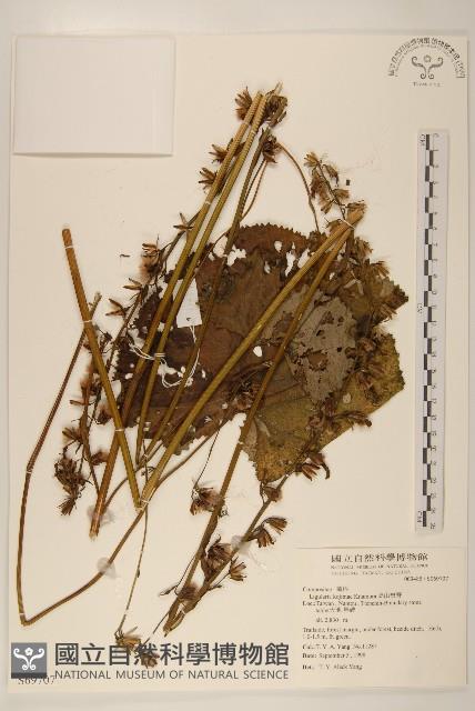 高山橐吾藏品圖，第1張