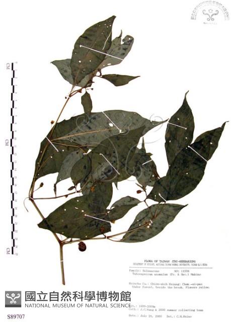 龍珠藏品圖，第1張