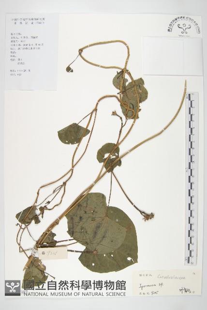 登錄號:S128707藏品圖，第1張