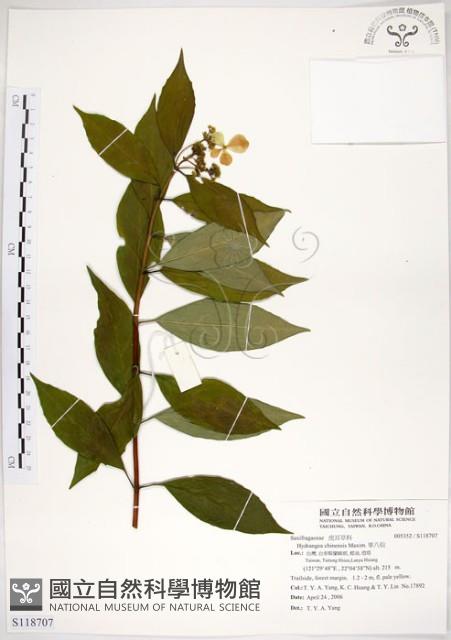華八仙藏品圖，第1張