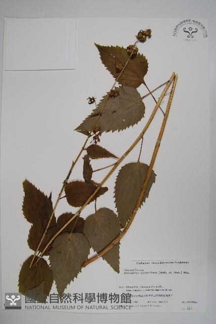 薄葉薺苨藏品圖，第1張