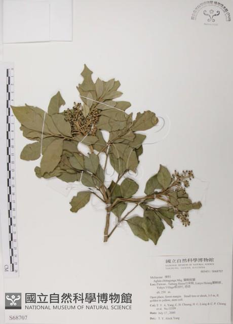 蘭嶼樹蘭藏品圖，第1張