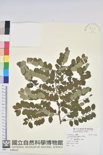 紅仔珠藏品圖，第1張