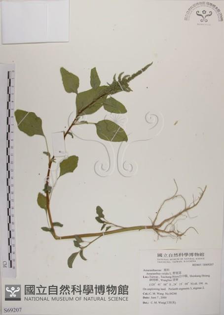 野莧菜藏品圖，第1張