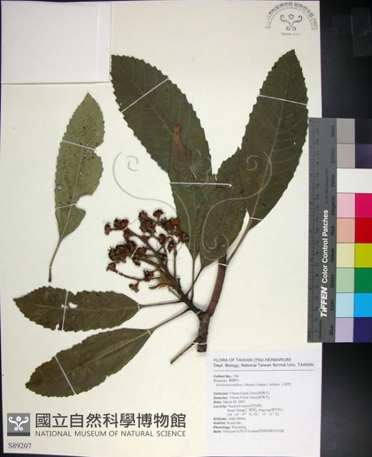 山枇杷、臺灣枇杷藏品圖，第1張