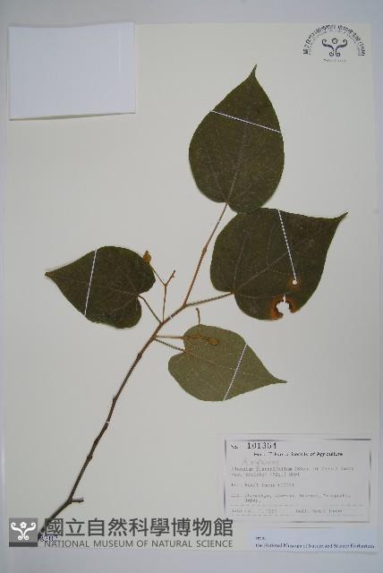 八角楓藏品圖，第1張