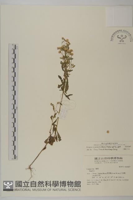 野茼蒿藏品圖，第1張