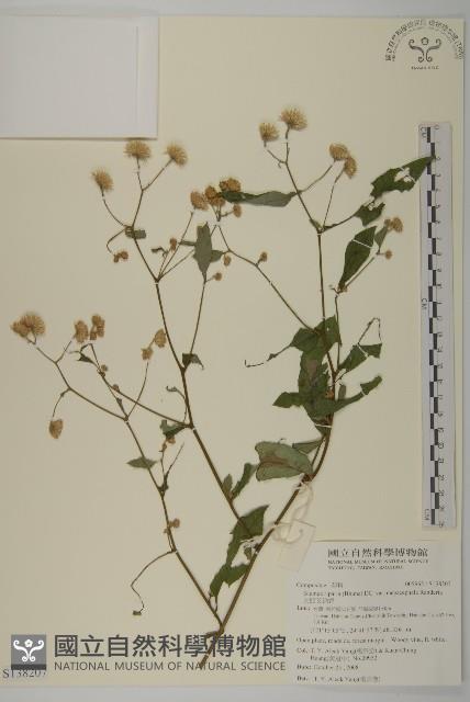 大頭艾納香藏品圖，第1張