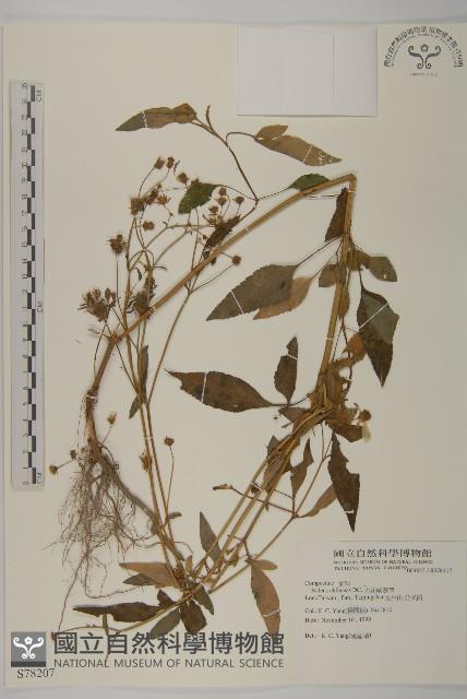 大花咸豐草藏品圖，第1張