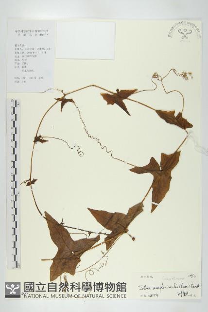 茅瓜藏品圖，第1張