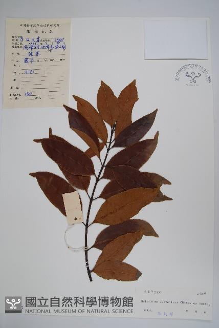 山橙藏品圖，第1張