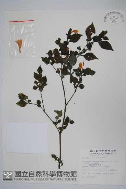 曲莖馬藍藏品圖，第1張