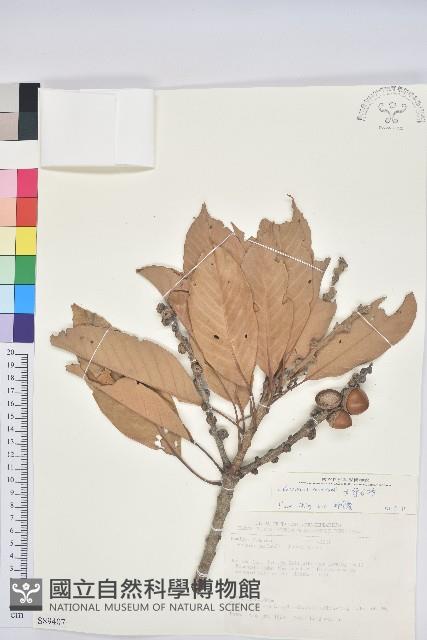 大葉石櫟藏品圖，第1張