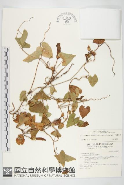 海牽牛藏品圖，第1張