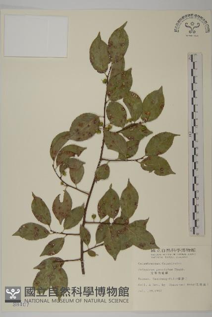 光果南蛇藤藏品圖，第1張