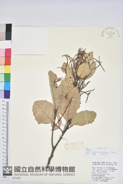 黃毛青岡藏品圖，第1張