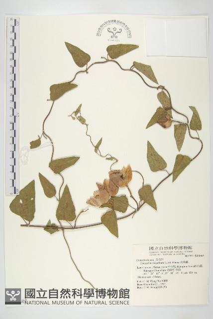 盒果藤藏品圖，第1張