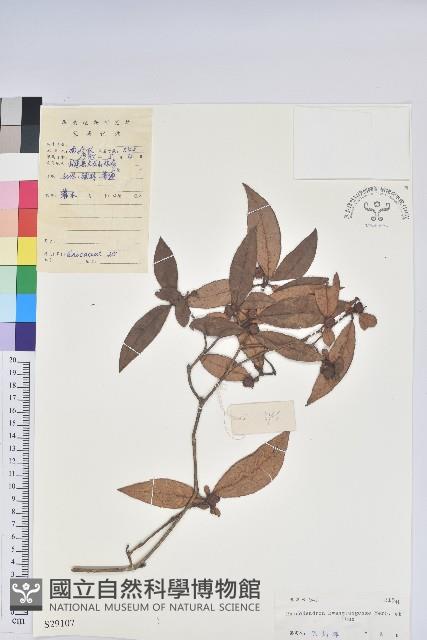 廣東杜鵑藏品圖，第1張