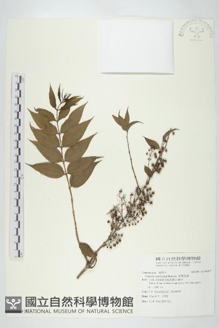 臺灣馬桑藏品圖，第1張