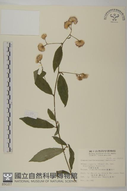 大頭艾納香藏品圖，第1張