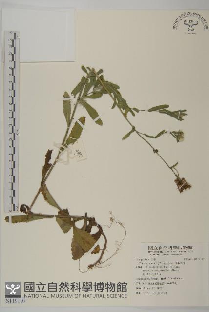 日本假蓬藏品圖，第1張