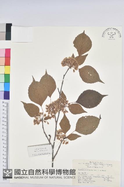 領春木藏品圖，第1張