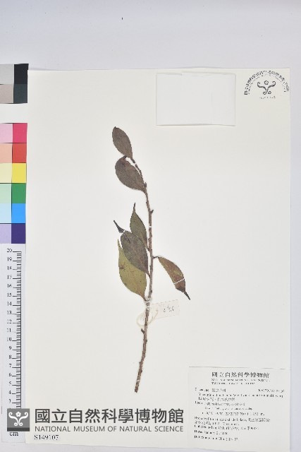 珍珠花、長尾葉越橘藏品圖，第1張