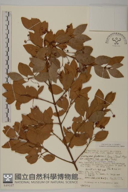 爬行衛矛藏品圖，第1張